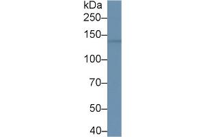 Western Blot; Sample: Mouse Cerebrum lysate; Primary Ab: 1µg/ml Rabbit Anti-Human BRD1 Antibody Second Ab: 0. (BRD1 抗体  (AA 579-1058))