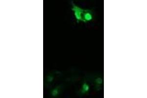 Image no. 2 for anti-Peptidylprolyl Isomerase (Cyclophilin)-Like 3 (PPIL3) antibody (ABIN1500364) (PPIL3 抗体)