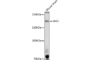 Western blot analysis of extracts of Mouse brain, using J antibody (ABIN6129289, ABIN6142633, ABIN6142635 and ABIN6216495) at 1:1000 dilution. (JAG1 抗体  (AA 34-180))