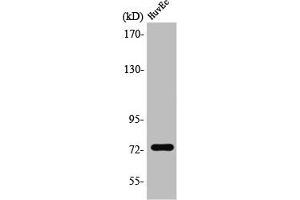 Western Blot analysis of HuvEc cells using SSH3 Polyclonal Antibody (SSH3 抗体  (Internal Region))