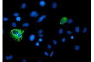 Anti-XPNPEP3 mouse monoclonal antibody (ABIN2454896) immunofluorescent staining of COS7 cells transiently transfected by pCMV6-ENTRY XPNPEP3 (RC200888). (XPNPEP3 抗体)