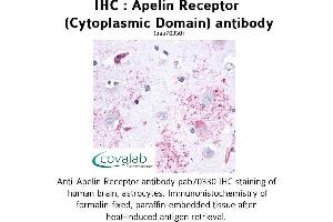 Image no. 1 for anti-Apelin Receptor (APLNR) (3rd Cytoplasmic Domain) antibody (ABIN1731854) (Apelin Receptor 抗体  (3rd Cytoplasmic Domain))