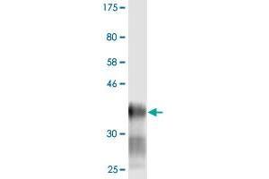 Western Blot detection against Immunogen (38. (LY6H 抗体  (AA 26-140))
