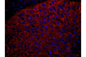Immunofluorescence (IF) image for anti-Ribosomal Protein L7 (RPL7) (C-Term) antibody (ABIN7449014)