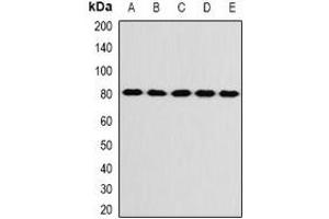 Western blot analysis of KIF3A expression in SW480 (A), SKOV3 (B), mouse brain (C), mouse ovary (D), rat liver (E) whole cell lysates. (KIF3A 抗体)