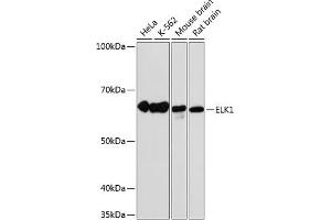 Western blot analysis of extracts of various cell lines, using ELK1 antibody (ABIN7266917) at 1:1000 dilution. (ELK1 抗体)