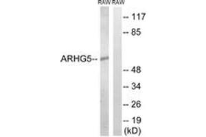 Western blot analysis of extracts from RAW264. (ARHGEF5 抗体  (AA 191-240))