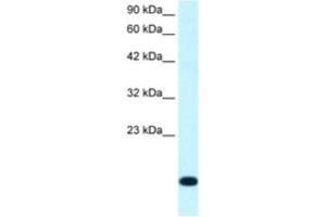 Western Blotting (WB) image for anti-Ribosomal Protein S16 (RPS16) antibody (ABIN2460743) (RPS16 抗体)