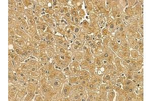 RFT1 Mouse Monoclonal Antibody at 1/100 staining human normal liver tissue by IHC-P. (RFT1 抗体)