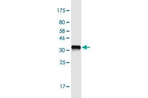 Western Blot detection against Immunogen (36. (PLA2G10 抗体  (AA 64-165))