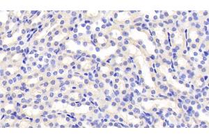 Detection of FSTL3 in Mouse Kidney Tissue using Polyclonal Antibody to Follistatin Like Protein 3 (FSTL3) (FSTL3 抗体  (AA 24-256))