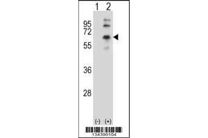 Western blot analysis of CHRM2 using rabbit polyclonal CHRM2 Antibody using 293 cell lysates (2 ug/lane) either nontransfected (Lane 1) or transiently transfected (Lane 2) with the CHRM2 gene. (Muscarinic Acetylcholine Receptor M2 抗体  (AA 336-364))