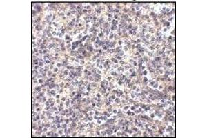 Immunohistochemistry: ATG5 antibody staining of Human Spleen tissue lysate at 2 μg/ml (ATG5 抗体  (N-Term))