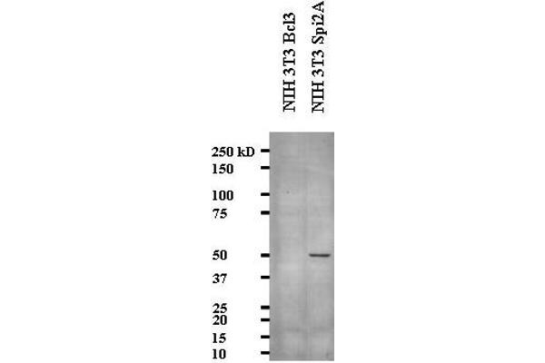 serine (Or Cysteine) Peptidase Inhibitor, Clade A, Member 3G (Serpina3g) (AA 406-426) 抗体