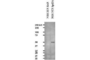 Western blot showing Anti- Serine Protease Inhibitor 2A (Spi2A) on NIH3T3 cell lysate (serine (Or Cysteine) Peptidase Inhibitor, Clade A, Member 3G (Serpina3g) (AA 406-426) 抗体)