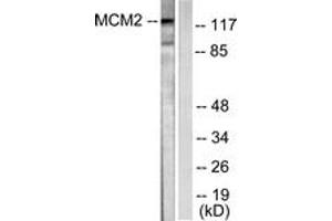 Western blot analysis of extracts from 293 cells, using MCM2 Antibody. (MCM2 抗体  (AA 1-50))