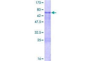 ZNF785 Protein (AA 1-405) (GST tag)