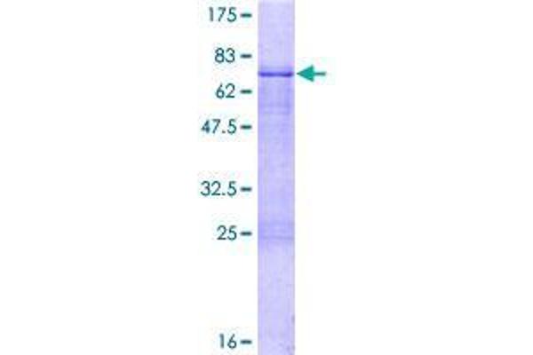 ZNF785 Protein (AA 1-405) (GST tag)
