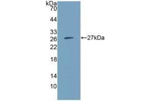 Detection of Recombinant IGSF16, Human using Polyclonal Antibody to CD300 Antigen Like Family Member C (CD300c) (CD300c 抗体  (AA 21-183))