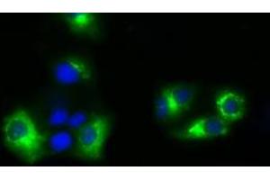 Image no. 3 for anti-Nucleotide Exchange Factor SIL1 (SIL1) antibody (ABIN1496811) (SIL1 抗体)