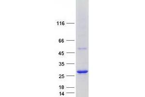 Western Blotting (WB) image for ADP-Ribosylation Factor-Like 6 Interacting Protein 1 (ARL6IP1) protein (Myc-DYKDDDDK Tag) (ABIN2714916)