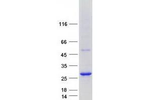 Validation with Western Blot (ARL6IP1 Protein (Myc-DYKDDDDK Tag))