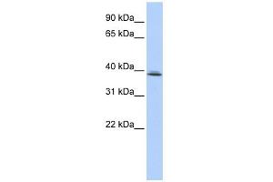 WB Suggested Anti-SRRD Antibody Titration:  0. (SRRD 抗体  (Middle Region))