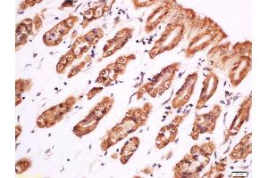 Paraformaldehyde-fixed, paraffin embedded mouse stomach, Antigen retrieval by boiling in sodium citrate buffer (pH6) for 15min, Block endogenous peroxidase by 3% hydrogen peroxide for 30 minutes, Blocking buffer (normal goat serum) at 37°C for 20min, Antibody incubation with Rabbit Anti-PLC gamma 1 (Tyr783) Polyclonal Antibody, Unconjugated  at 1:200 overnight at 4°C, followed by a conjugated secondary for 90 minutes and DAB staining (Phospholipase C gamma 1 抗体  (pTyr783))