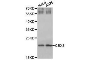 Western Blotting (WB) image for anti-Chromobox Homolog 3 (CBX3) antibody (ABIN1871498) (CBX3 抗体)