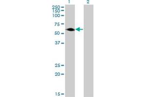 Western Blot analysis of AGER expression in transfected 293T cell line by AGER monoclonal antibody (M05), clone 1D1. (RAGE 抗体  (AA 87-197))