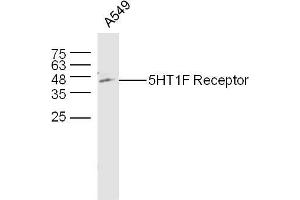 A549 (hu) lysates probed with 5HT1F Receptor/SR-1F Polyclonal Antibody, unconjugated  at 1:300 overnight at 4°C followed by a conjugated secondary antibody at 1:10000 for 60 minutes at 37°C. (HTR1F 抗体  (AA 1-100))