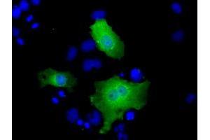 Anti-FHL1 mouse monoclonal antibody (ABIN2453043) immunofluorescent staining of COS7 cells transiently transfected by pCMV6-ENTRY FHL1 (RC203478). (FHL1 抗体)