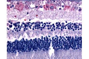 Anti-GPR75 antibody IHC of human eye, retina. (GPR75 抗体  (C-Term))