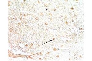 Rat brain tissue stained by Rabbit Anti-NPB-29 (Rat) at 1:200-500 (Neuropeptide B-29 (NPB-29) 抗体)