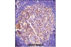 GRK6 Antibody (C-term) A immunohistochemistry analysis in formalin fixed and paraffin embedded human tonsil tissue followed by peroxidase conjugation of the secondary antibody and DAB staining. (GRK6 抗体  (C-Term))