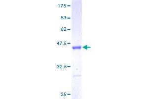 LSM5 Protein (AA 1-91) (GST tag)