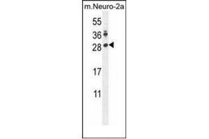 Western blot analysis of LIN28A Antibody (Center) in mouse Neuro-2a cell line lysates (35ug/lane). (LIN28A 抗体  (Middle Region))