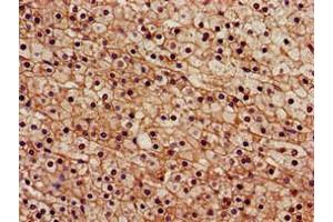 Immunohistochemistry of paraffin-embedded human adrenal gland tissue using ABIN7168837 at dilution of 1:100 (SENP2 抗体  (AA 138-324))