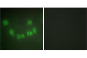 Immunofluorescence (IF) image for anti-Cyclin-Dependent Kinase 1 (CDK1) (AA 101-150) antibody (ABIN2889380) (CDK1 抗体  (AA 101-150))