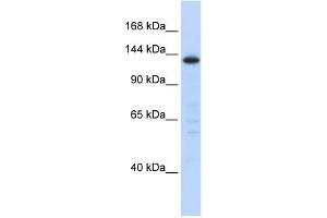 WB Suggested Anti-SF3B3 Antibody Titration:  0. (SF3B3 抗体  (Middle Region))