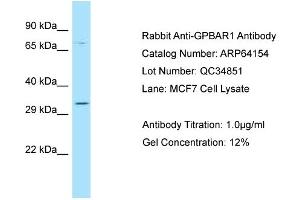 Western Blotting (WB) image for anti-G Protein-Coupled Bile Acid Receptor 1 (GPBAR1) (C-Term) antibody (ABIN2789752) (GPBAR1 抗体  (C-Term))
