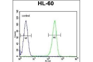 OR2W3 Antibody (C-term) (ABIN655206 and ABIN2844819) flow cytometric analysis of HL-60 cells (right histogram) compared to a negative control cell (left histogram). (OR2W3 抗体  (C-Term))