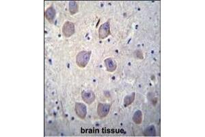 ARRB1 Antibody (C-term) (ABIN655944 and ABIN2845333) immunohistochemistry analysis in formalin fixed and paraffin embedded human brain tissue followed by peroxidase conjugation of the secondary antibody and DAB staining.