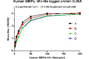 Signal-Regulatory Protein alpha (SIRPA) (AA 31-373) protein (Fc-His Tag)