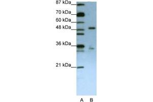Western Blotting (WB) image for anti-UPF3 Regulator of Nonsense Transcripts Homolog B (UPF3B) antibody (ABIN2462297) (UPF3B 抗体)