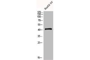 Western Blot analysis of HEPG2-UV cells using GPR120 Polyclonal Antibody (O3FAR1 抗体  (Internal Region))