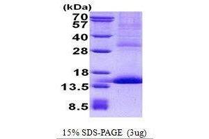 Figure annotation denotes ug of protein loaded and % gel used. (CD42a 蛋白)