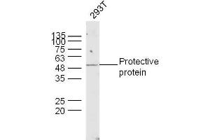 Human 293T lysates probed with Lysosomal Protective Protein Polyclonal Antibody, unconjugated  at 1:300 overnight at 4°C followed by a conjugated secondary antibody at 1:10000 for 90 minutes at 37°C. (CTSA 抗体  (AA 401-480))