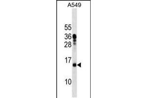 Western blot analysis in A549 cell line lysates (35ug/lane). (MRPL11 抗体  (N-Term))