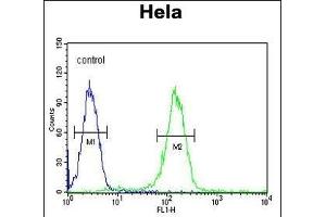 CCNH Antibody (C-term) (ABIN654894 and ABIN2844544) flow cytometric analysis of Hela cells (right histogram) compared to a negative control cell (left histogram). (Cyclin H 抗体  (C-Term))